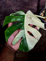 Variegated Monstera Albo - White Monstera - US Seller (Aug-5-28)