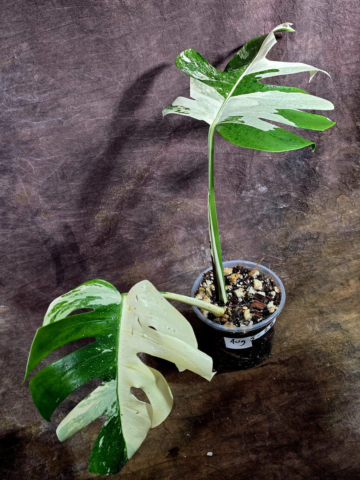 Variegated Monstera Albo - White Monstera - US Seller (Aug-5-28)