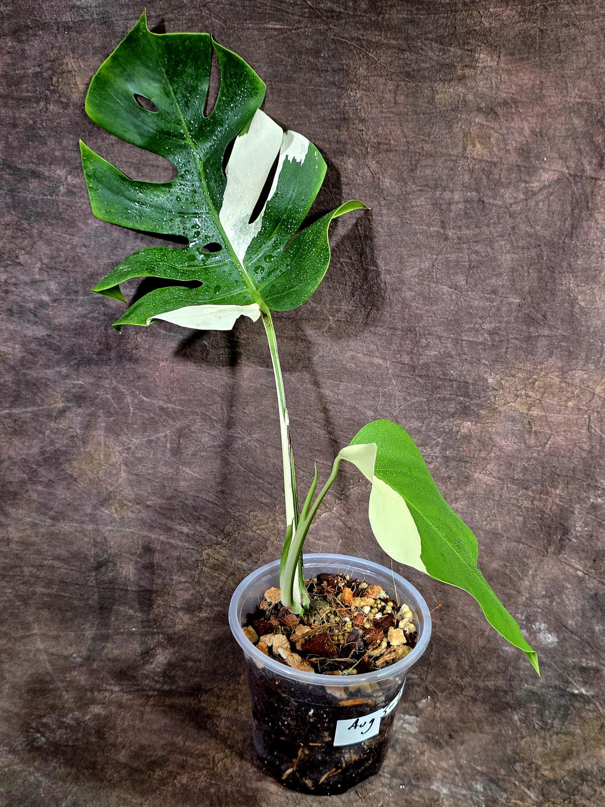 Variegated Monstera Albo - White Monstera - US Seller (Aug-5-29)