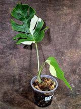 Variegated Monstera Albo - White Monstera - US Seller (Aug-5-29)