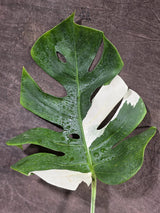 Variegated Monstera Albo - White Monstera - US Seller (Aug-5-29)