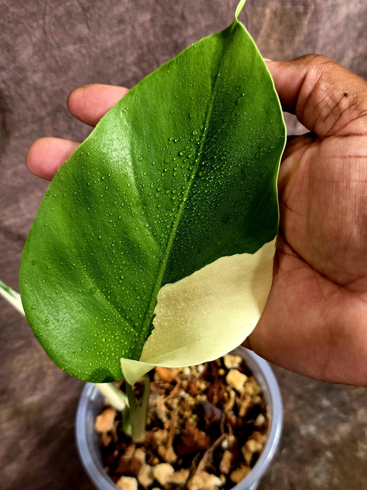 Variegated Monstera Albo - White Monstera - US Seller (Aug-5-29)