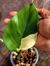 Variegated Monstera Albo - White Monstera - US Seller (Aug-5-29)