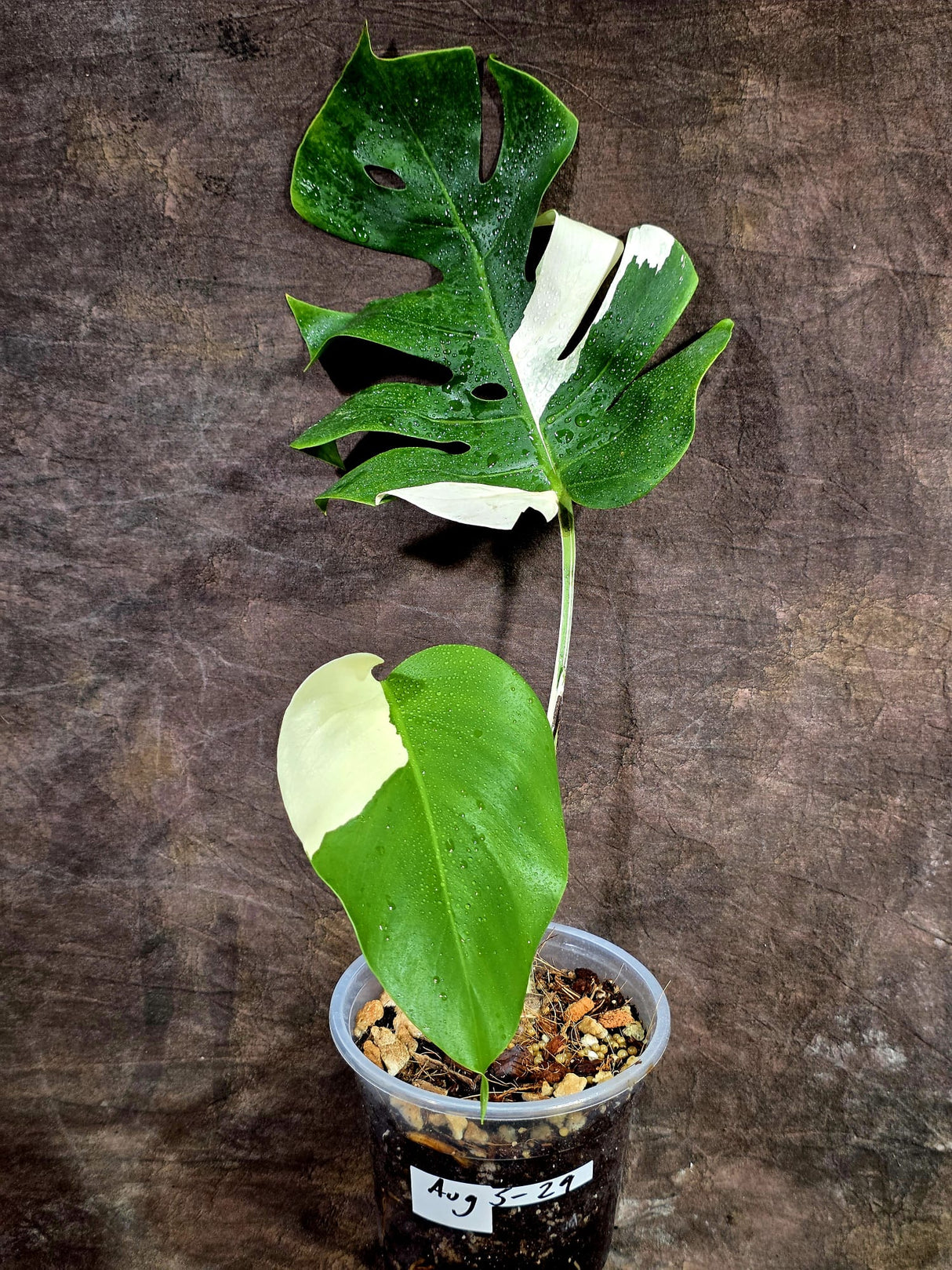 Variegated Monstera Albo - White Monstera - US Seller (Aug-5-29)