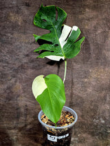 Variegated Monstera Albo - White Monstera - US Seller (Aug-5-29)