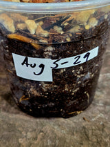 Variegated Monstera Albo - White Monstera - US Seller (Aug-5-29)
