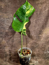 Monstera Borsigiana Aurea Variegated - Rare Exact Plant - (Aug-5-30)