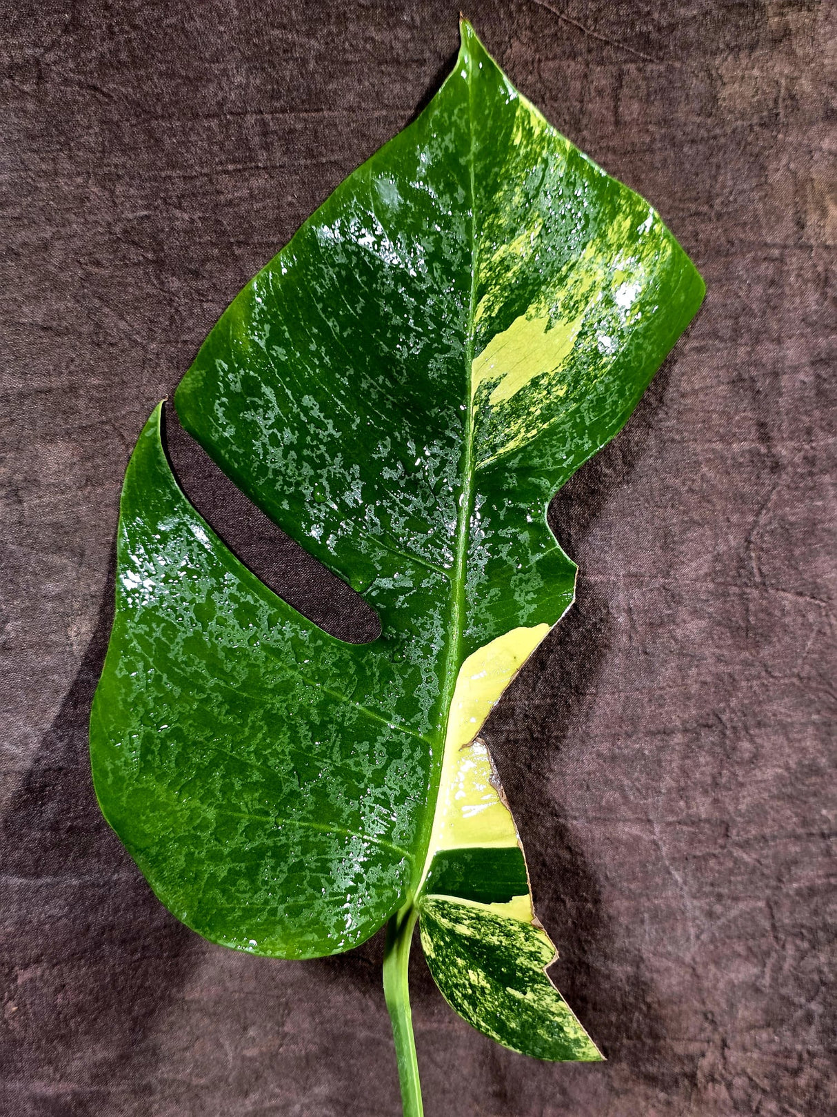 Monstera Borsigiana Aurea Variegated - Rare Exact Plant - (Aug-5-30)