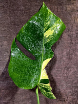 Monstera Borsigiana Aurea Variegated - Rare Exact Plant - (Aug-5-30)