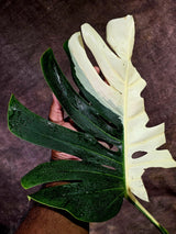 Variegated Monstera Albo - Half moon Leaf Plant - US Seller (Aug-5-31)