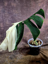 Variegated Monstera Albo - Half moon Leaf Plant - US Seller (Aug-5-31)