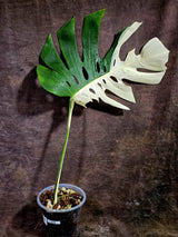 Variegated Monstera Albo - Half moon Leaf Plant - US Seller (Aug-5-32)