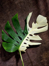 Variegated Monstera Albo - Half moon Leaf Plant - US Seller (Aug-5-32)