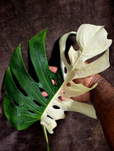 Variegated Monstera Albo - Half moon Leaf Plant - US Seller (Aug-5-32)