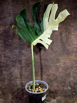 Variegated Monstera Albo - Half moon Leaf Plant - US Seller (Aug-5-31)