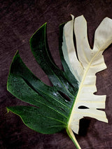 Variegated Monstera Albo - Half moon Leaf Plant - US Seller (Aug-5-31)