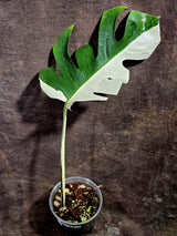 Variegated Monstera Albo - Half moon Leaf Plant - US Seller (Aug-5-33)