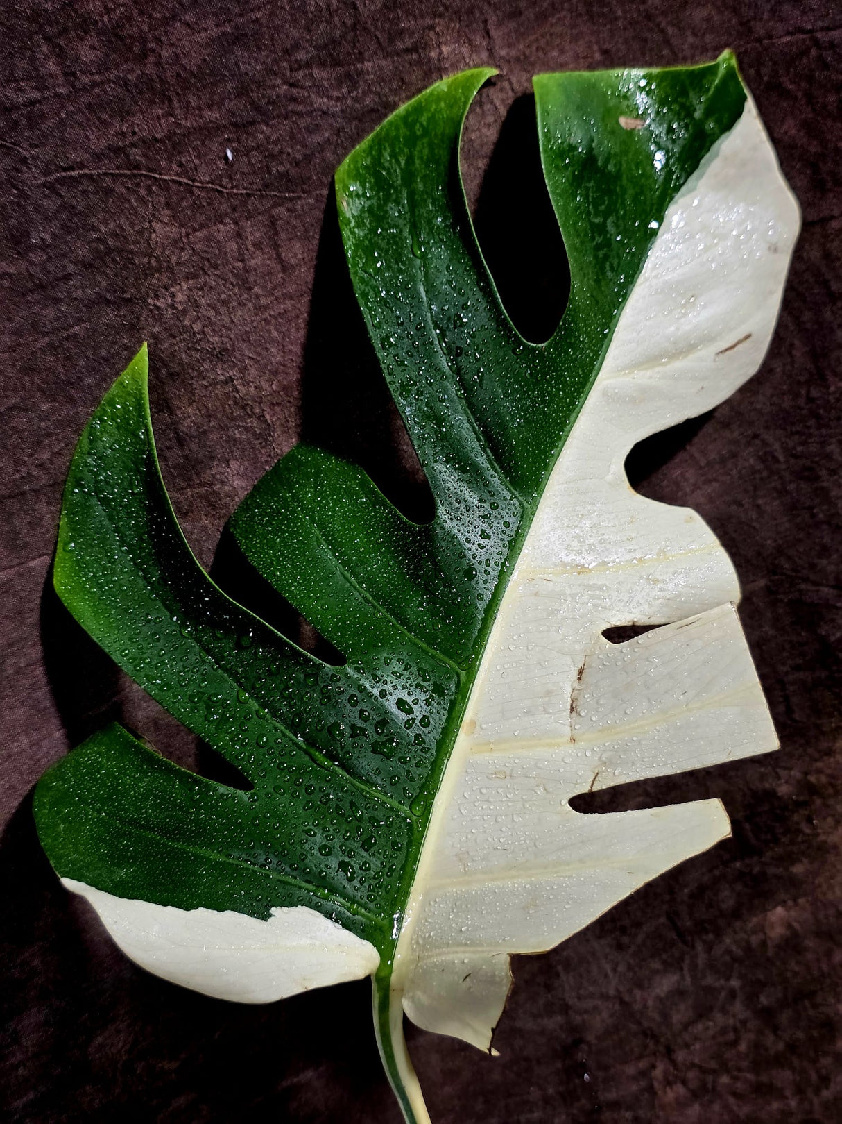 Variegated Monstera Albo - Half moon Leaf Plant - US Seller (Aug-5-33)