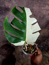 Variegated Monstera Albo - Half moon Leaf Plant - US Seller (Aug-5-33)