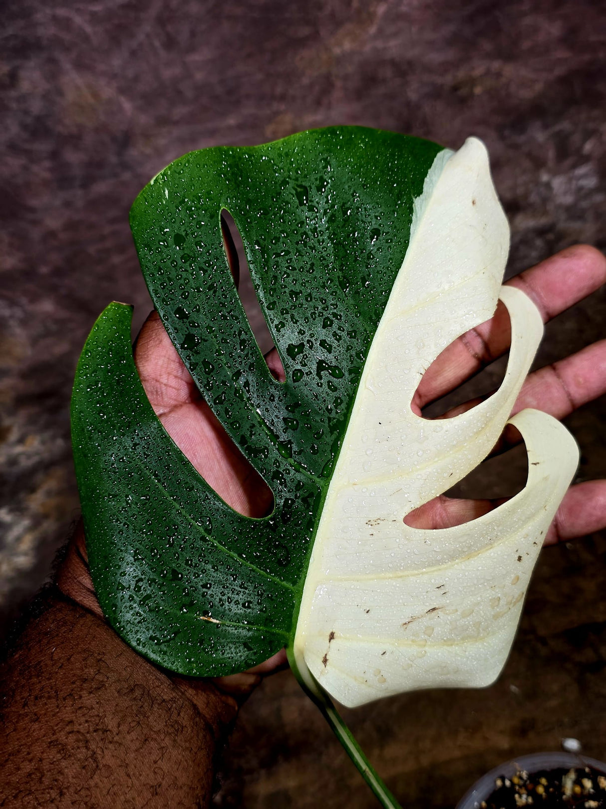 Variegated Monstera Albo - Half moon Leaf Plant - US Seller (Aug-5-34)