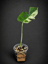 Monstera Borsigiana Aurea Variegated - Rare Exact Plant - (Aug-5-22)