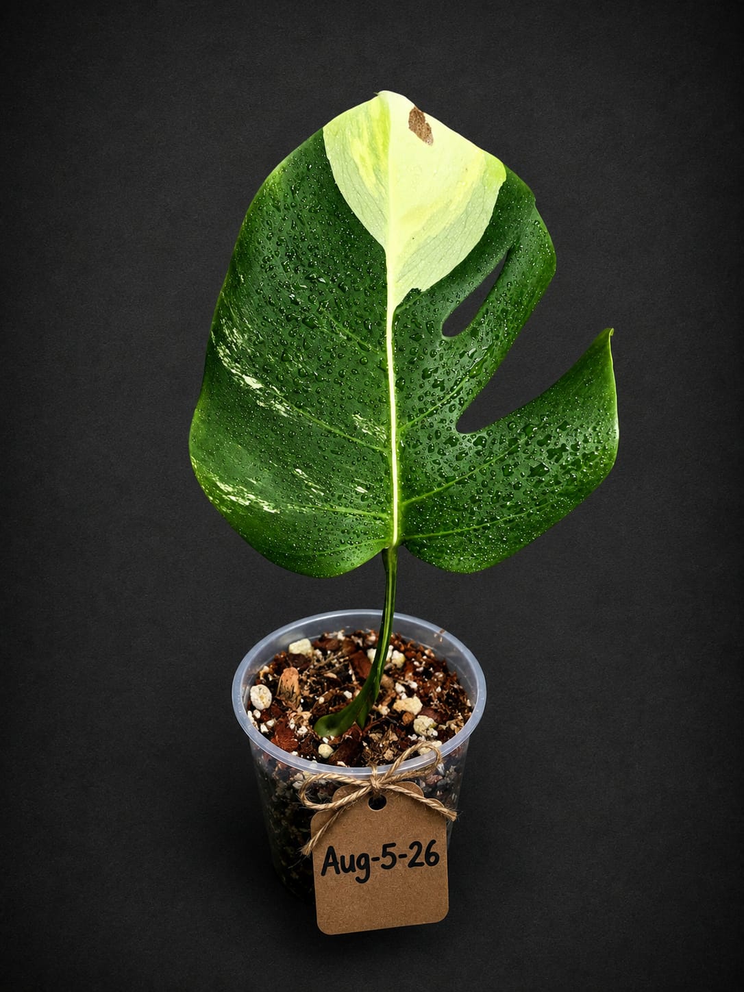 Monstera Borsigiana Aurea Variegated - Rare Exact Plant - (Aug-5-26)