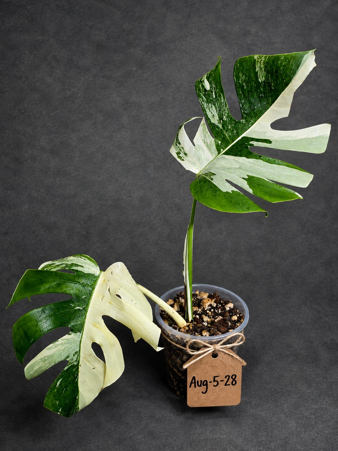 Variegated Monstera Albo - White Monstera - US Seller (Aug-5-28)
