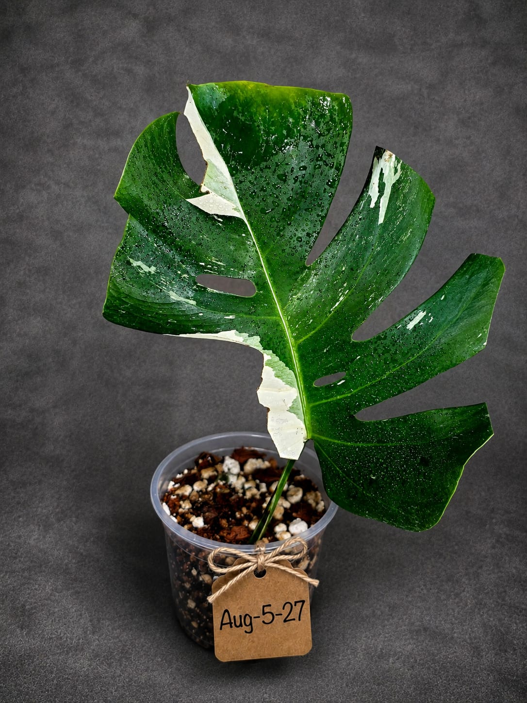 Rare Monstera Albo Borsigiana – Single Leaf – EXACT Plant (Aug-5-27)