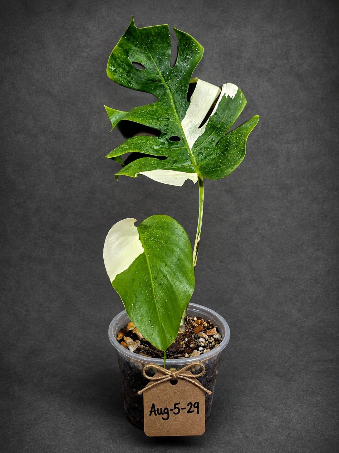 Variegated Monstera Albo - White Monstera - US Seller (Aug-5-29)