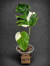 Variegated Monstera Albo - White Monstera - US Seller (Aug-5-29)