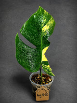 Monstera Borsigiana Aurea Variegated - Rare Exact Plant - (Aug-5-30)