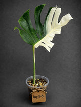 Variegated Monstera Albo - Half moon Leaf Plant - US Seller (Aug-5-31)