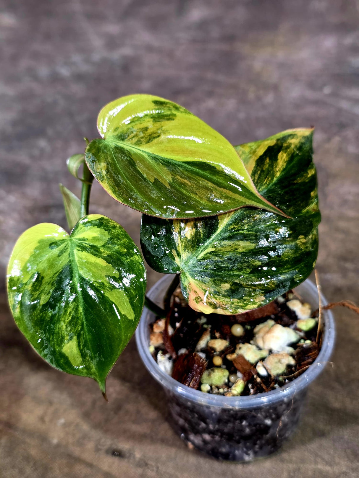 Variegated Philodendron Mican Aurea - Rare Collector Plant - (Aug-7-4)