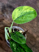 Scindapsus Jade Satin Variegated - Yellow Variegation - (Aug-7-7)