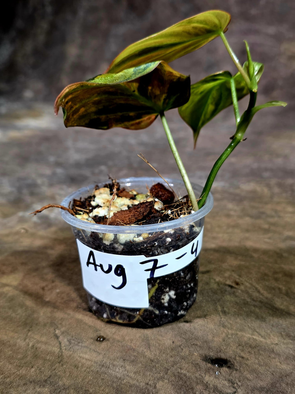 Variegated Philodendron Mican Aurea - Rare Collector Plant - (Aug-7-4)