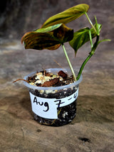 Variegated Philodendron Mican Aurea - Rare Collector Plant - (Aug-7-4)