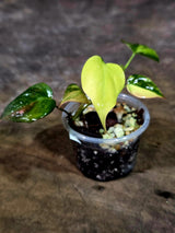 Variegated Philodendron Mican Aurea - Rare Collector Plant - (Aug-7-5)