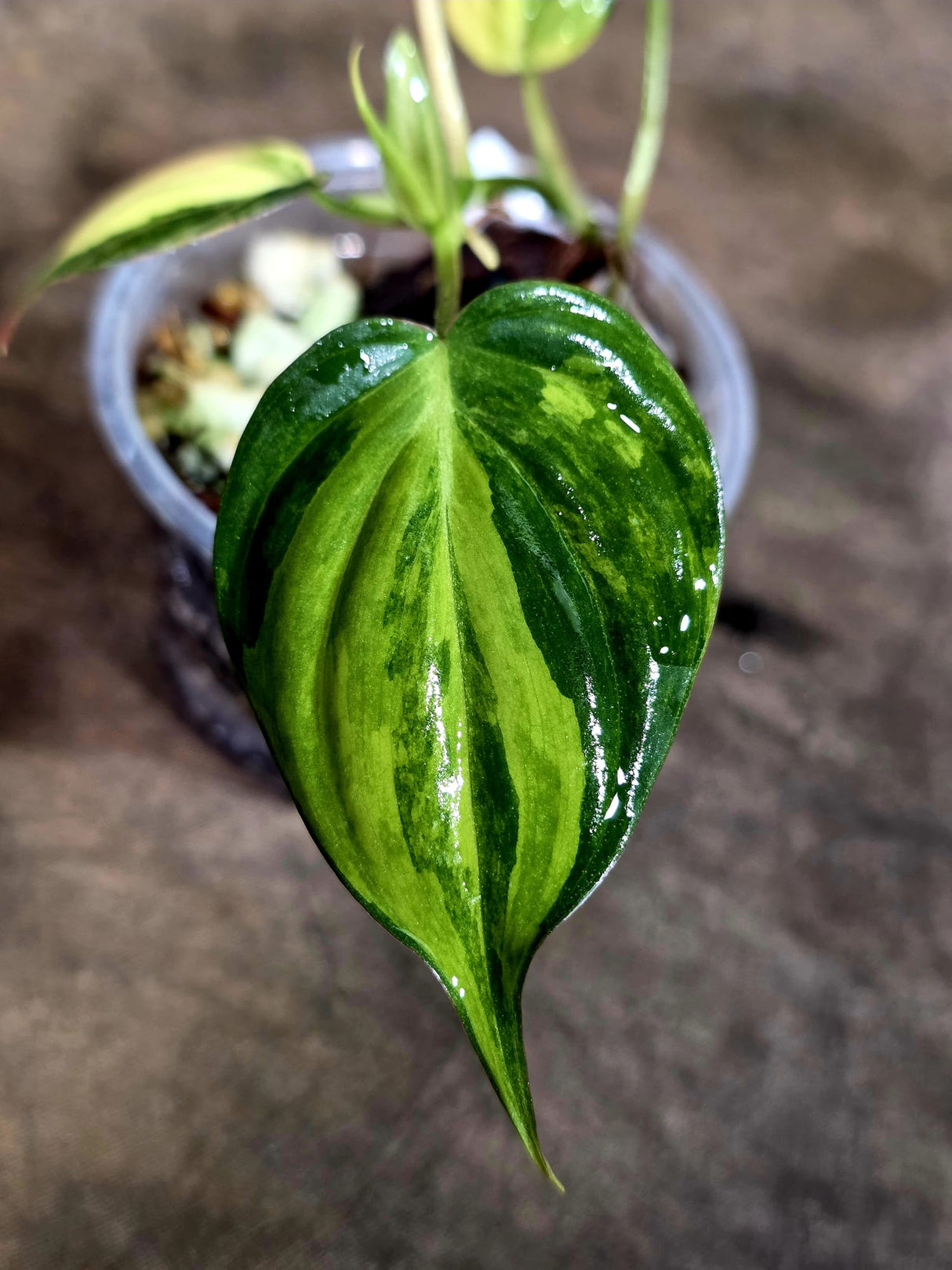 Variegated Philodendron Mican Aurea - Rare Collector Plant - (Aug-7-5)
