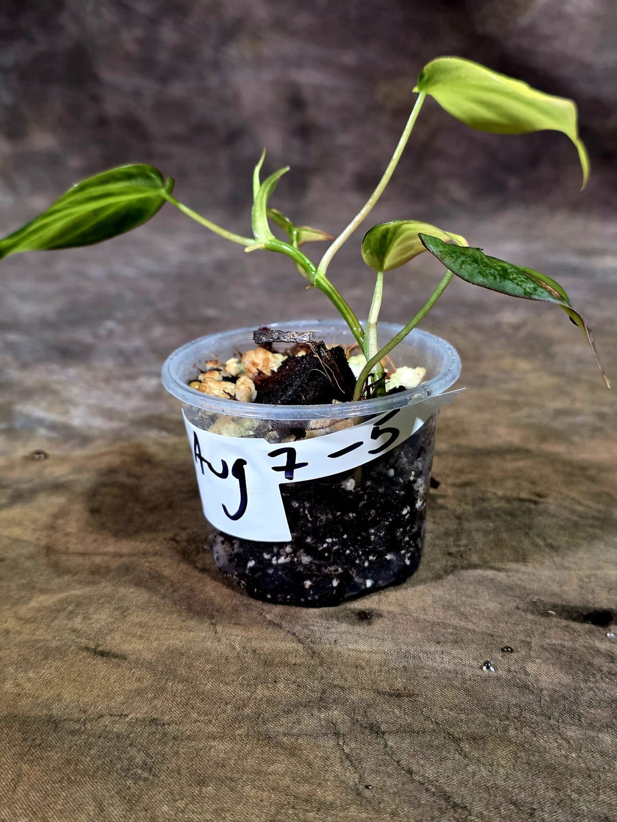 Variegated Philodendron Mican Aurea - Rare Collector Plant - (Aug-7-5)