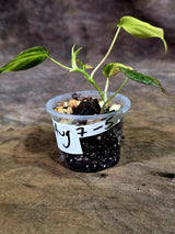Variegated Philodendron Mican Aurea - Rare Collector Plant - (Aug-7-5)