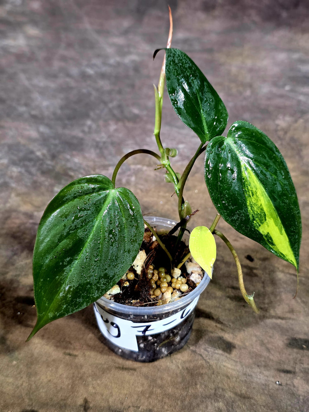 Variegated Philodendron Mican Aurea - Rare Collector Plant - (Aug-7-6)