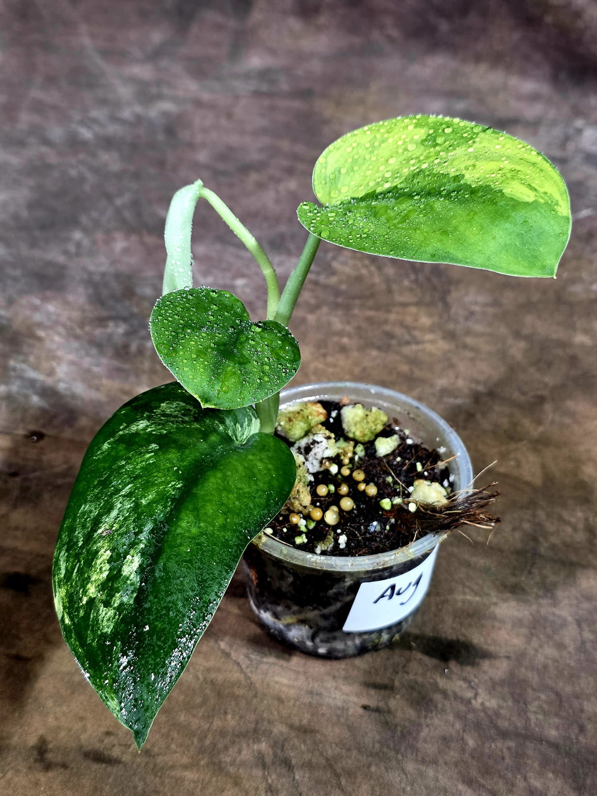 Scindapsus Jade Satin Variegated - Yellow Variegation - (Aug-7-7)