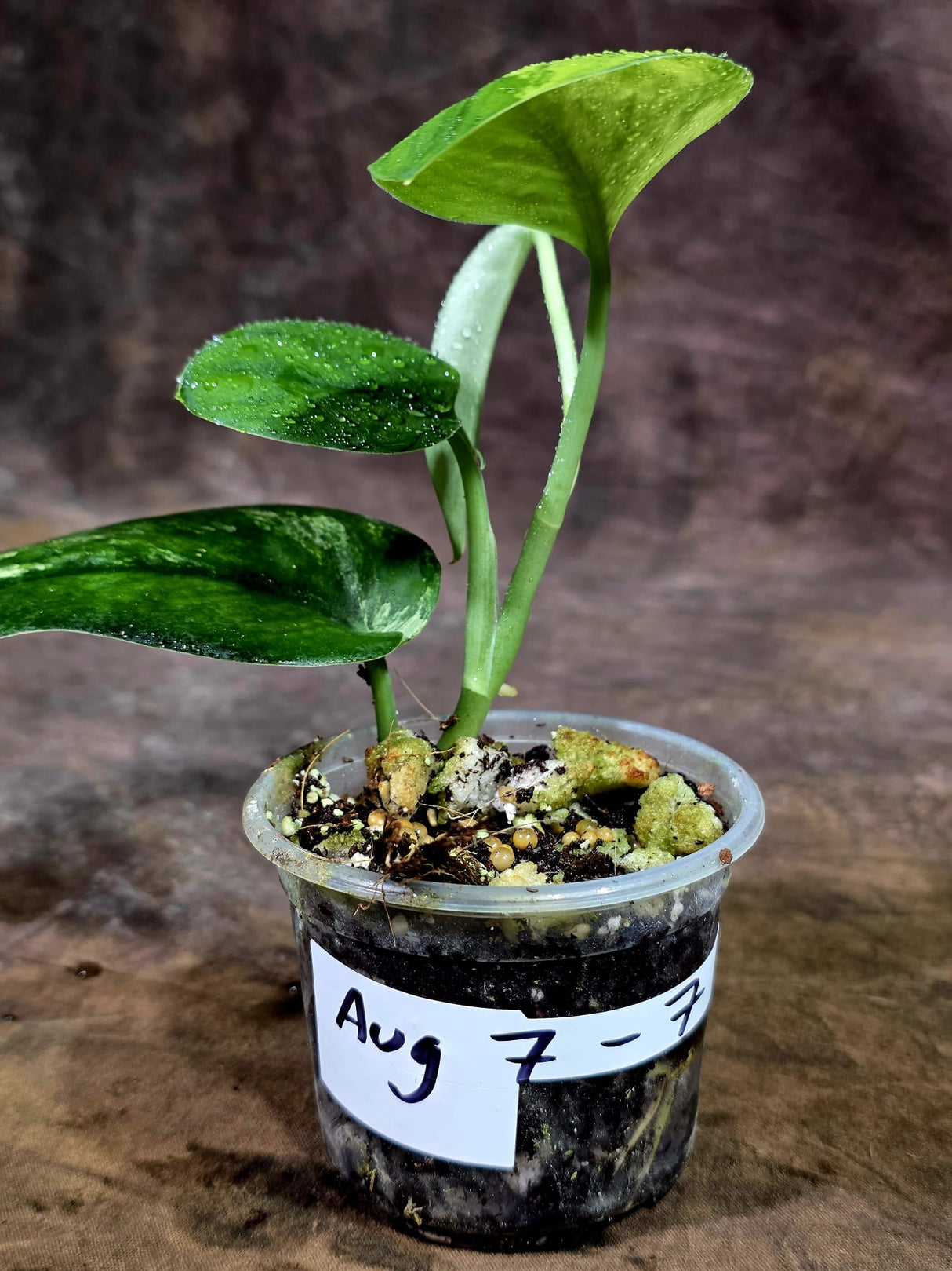 Scindapsus Jade Satin Variegated - Yellow Variegation - (Aug-7-7)