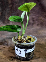 Scindapsus Jade Satin Variegated - Yellow Variegation - (Aug-7-7)