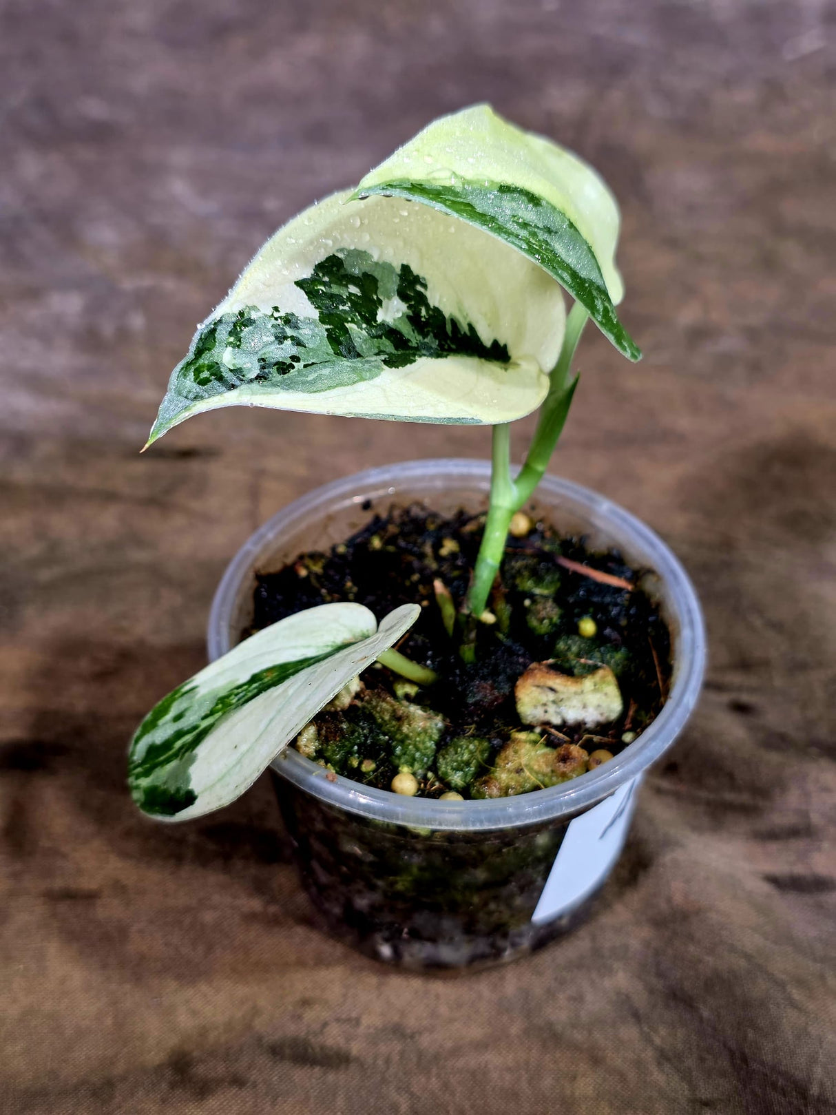 Variegated Scindapsus Mayari Plant - (Aug-7-8)