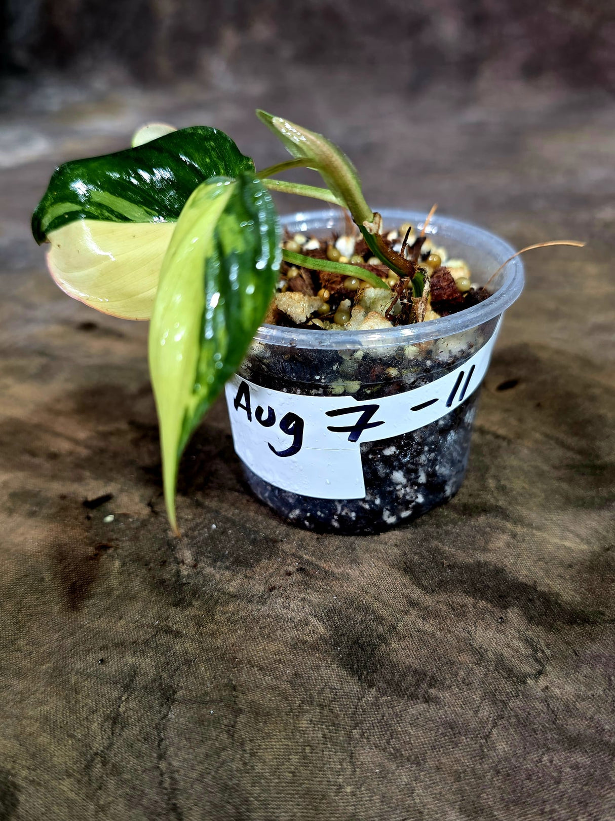 Variegated Philodendron Mican Aurea - Rare Collector Plant - (Aug-7-11)