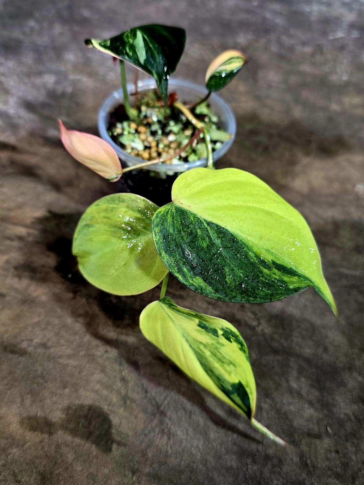 Variegated Philodendron Mican Aurea - Rare Collector Plant - (Aug-7-12)