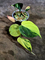 Variegated Philodendron Mican Aurea - Rare Collector Plant - (Aug-7-12)