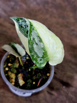 Variegated Scindapsus Mayari Plant - (Aug-7-8)