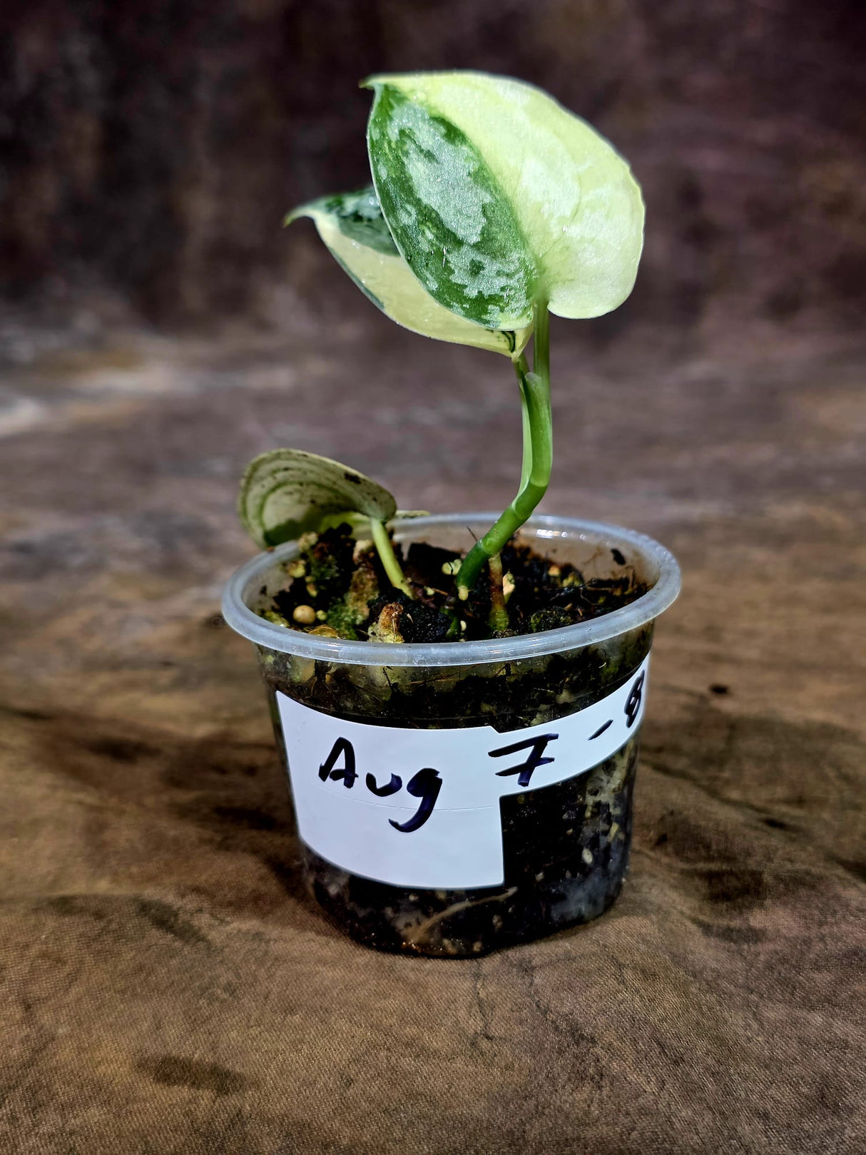 Variegated Scindapsus Mayari Plant - (Aug-7-8)